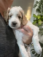 Patches (Male), a  Goldendoodle for sale in Mesa, AZ – 1 of 3