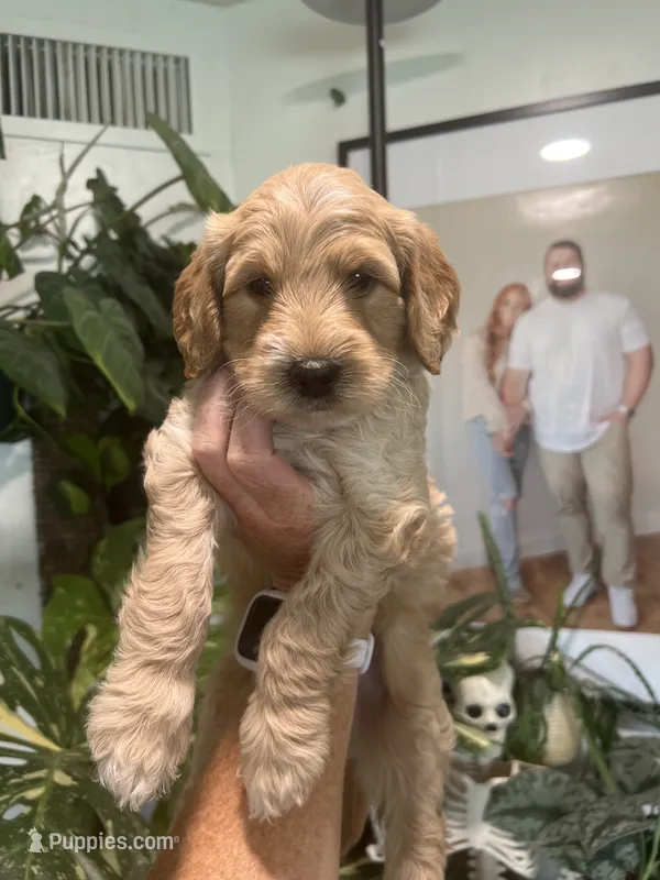 Scotch (Male) – Goldendoodle puppy for sale in Mesa, AZ