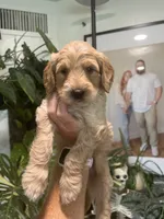 Scotch (Male), a  Goldendoodle for sale in Mesa, AZ – 1 of 3