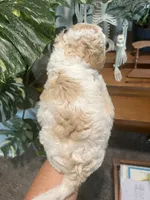 Butters (Male), a  Goldendoodle for sale in Mesa, AZ – 2 of 3