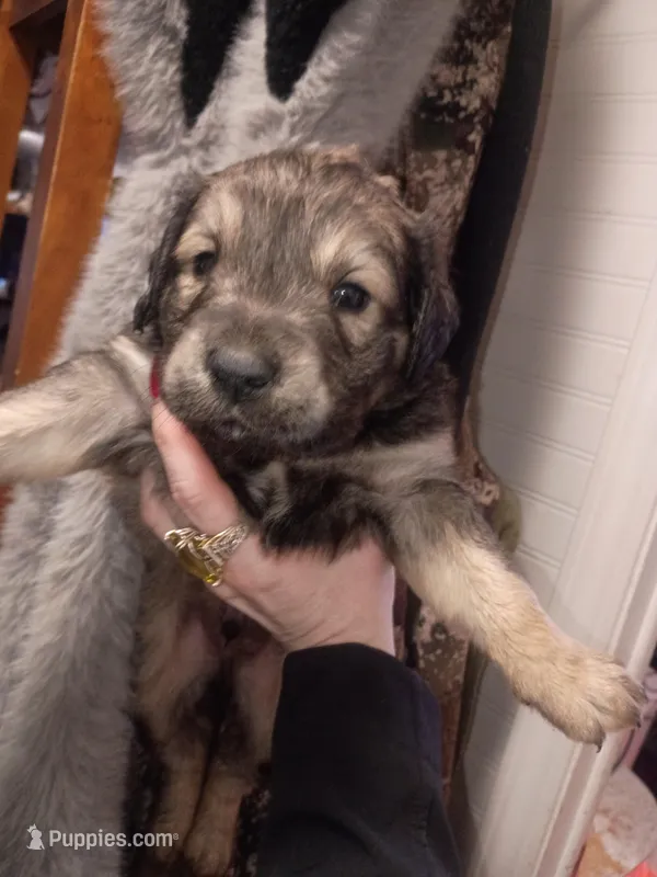 Boy Louisiana Catahoula Leopard Dog