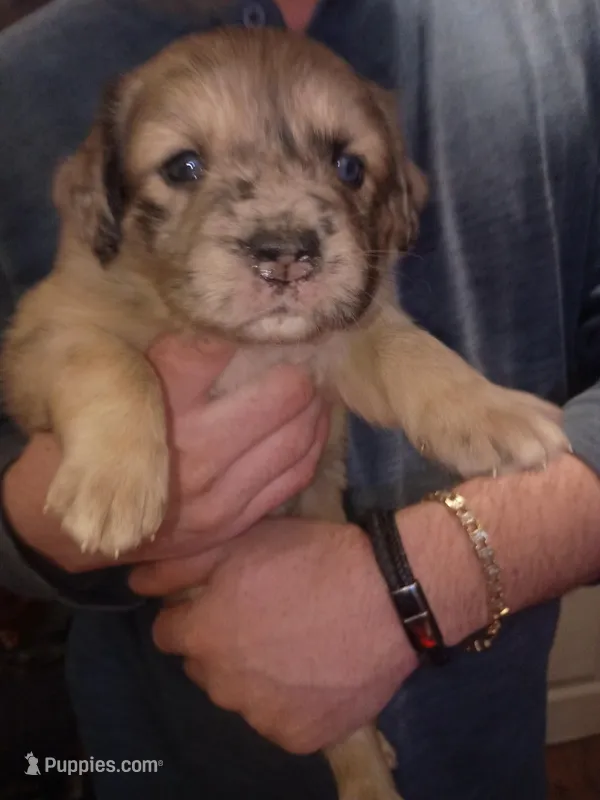 Female Catahoula Leopard puppies 