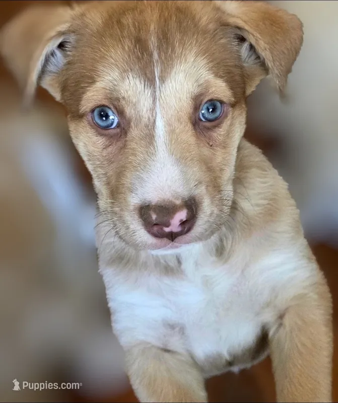 Pitsky named Stargazer – Siberian Husky, American Pit Bull Terrier puppy for sale in Tucson, AZ