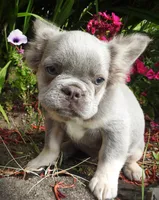 Silver Streaker, a male French Bulldog for sale in Yelm, WA – 2 of 3