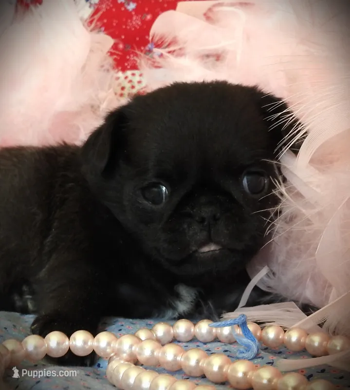 Muffin – Pug puppy for sale in Yelm, WA