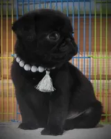 Clancy, a male Pug for sale in Yelm, WA – 2 of 3