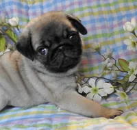 Mojo, a male Pug for sale in Yelm, WA – Photo 2 of 3