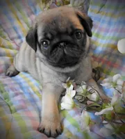 Mojo, a male Pug for sale in Yelm, WA – Photo 3 of 3