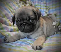 Mojo, a male Pug for sale in Yelm, WA – Photo 1 of 3