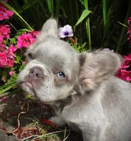 Silver Streaker, a male French Bulldog for sale in Yelm, WA – 1 of 3