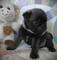 Buster, a male Pug for sale in Yelm, WA – 2 of 3