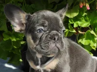 Luna, a female French Bulldog for sale in Yelm, WA – 4 of 5