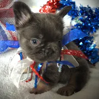 Freedom, a male French Bulldog for sale in Yelm, WA – 1 of 2