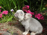 Silver Streaker, a male French Bulldog for sale in Yelm, WA – 3 of 3