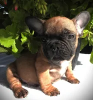 Buster, a male French Bulldog for sale in Yelm, WA – 4 of 4
