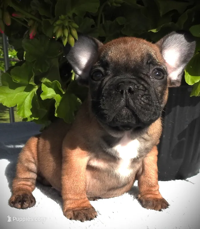 Buster – French Bulldog puppy for sale in Yelm, WA