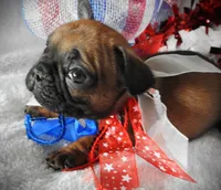 Sparky, a male French Bulldog for sale in Yelm, WA – 4 of 5