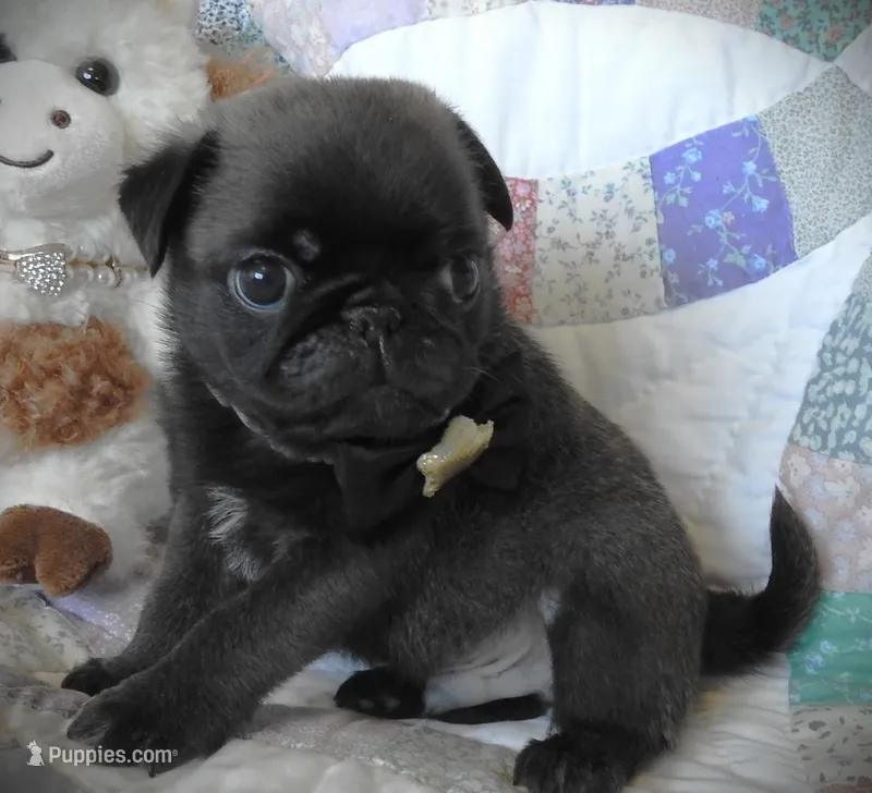 Buster – Pug puppy for sale in Yelm, WA
