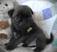 Buster, a male Pug for sale in Yelm, WA – 1 of 3