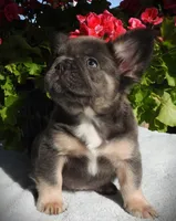 Luna, a female French Bulldog for sale in Yelm, WA – 5 of 5
