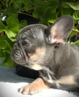 Luna, a female French Bulldog for sale in Yelm, WA – 3 of 5