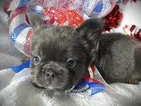 Wazi, a female French Bulldog for sale in Yelm, WA – 2 of 2