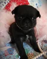 Muffin, a female Pug for sale in Yelm, WA – 2 of 3