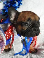 Sparky, a male French Bulldog for sale in Yelm, WA – 1 of 5