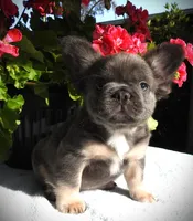 Mojo, a male French Bulldog for sale in Yelm, WA – 2 of 3