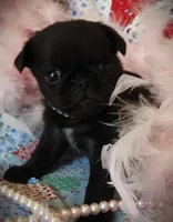 Muffin, a female Pug for sale in Yelm, WA – 3 of 3