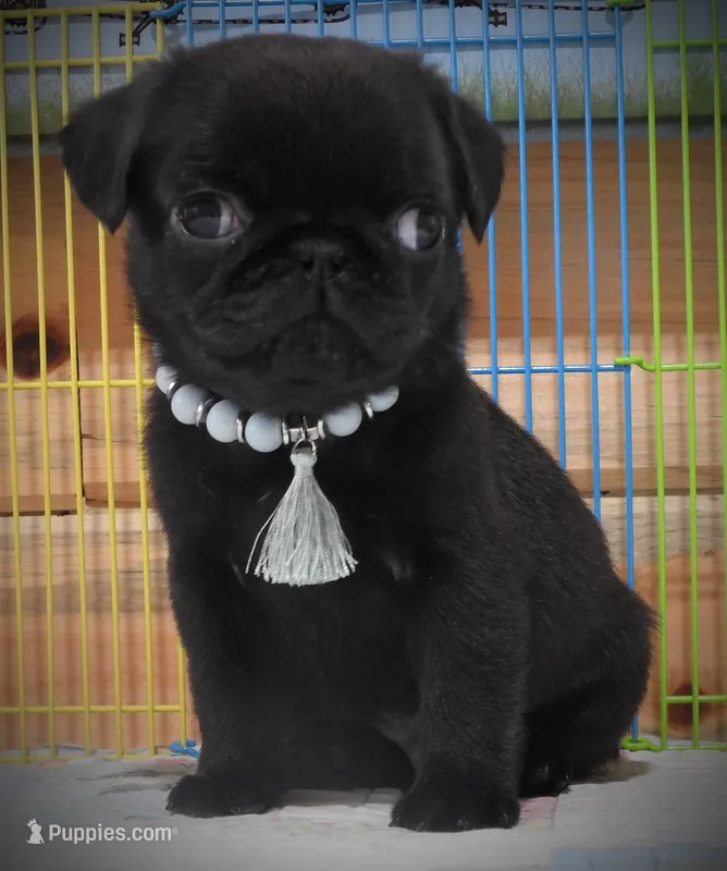 Clancy, a male Pug for sale in Yelm, WA – 1 of 3