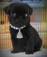 Clancy, a male Pug for sale in Yelm, WA – 1 of 3