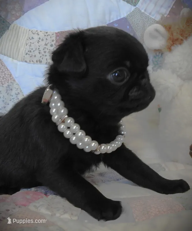 Lola – Pug puppy for sale in Yelm, WA