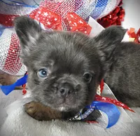 Wazi, a female French Bulldog for sale in Yelm, WA – 1 of 2