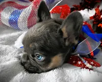 Liberty, a female French Bulldog for sale in Yelm, WA – 3 of 3