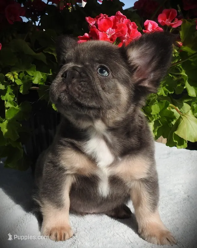 Mojo – French Bulldog puppy for sale in Yelm, WA