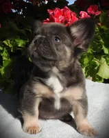 Mojo, a male French Bulldog for sale in Yelm, WA – 1 of 3