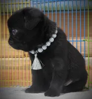 Clancy, a male Pug for sale in Yelm, WA – 3 of 3