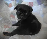 Lola, a female Pug for sale in Yelm, WA – 2 of 3
