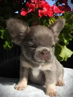 Astro, a male French Bulldog for sale in Yelm, WA – 2 of 4