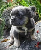Mario, a male French Bulldog for sale in Yelm, WA – 2 of 3