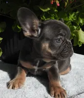 Luna, a female French Bulldog for sale in Yelm, WA – 2 of 5