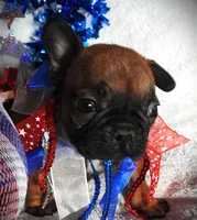 Sparky, a male French Bulldog for sale in Yelm, WA – 5 of 5