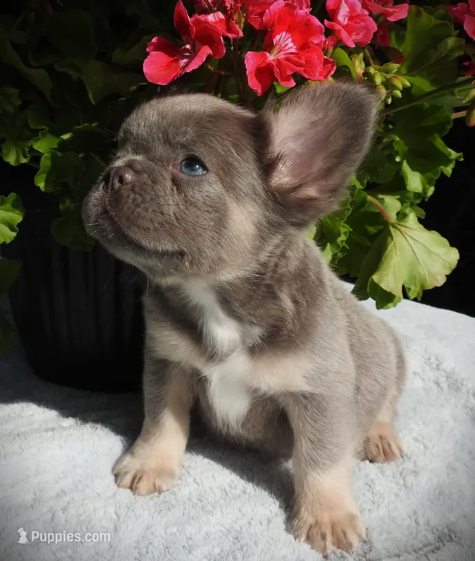 Astro – French Bulldog puppy for sale in Yelm, WA