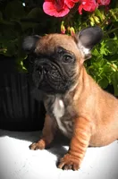 Buster, a male French Bulldog for sale in Yelm, WA – 3 of 4