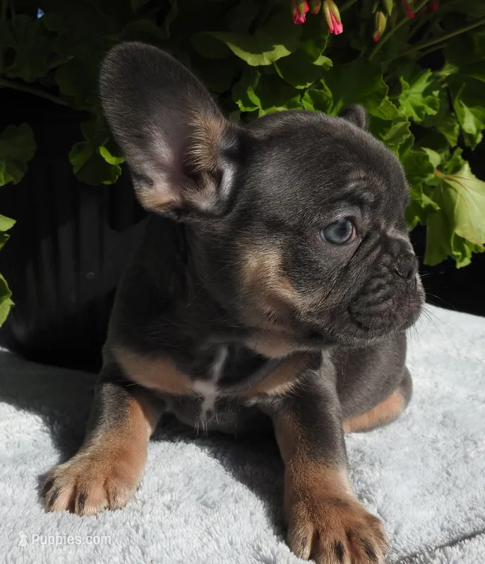 Luna – French Bulldog puppy for sale in Yelm, WA