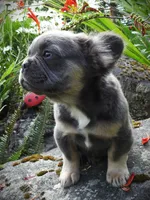 Mario, a male French Bulldog for sale in Yelm, WA – 3 of 3