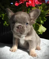 Astro, a male French Bulldog for sale in Yelm, WA – 3 of 4
