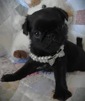 Lola, a female Pug for sale in Yelm, WA – 3 of 3