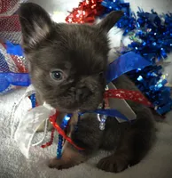 Freedom, a male French Bulldog for sale in Yelm, WA – 2 of 2
